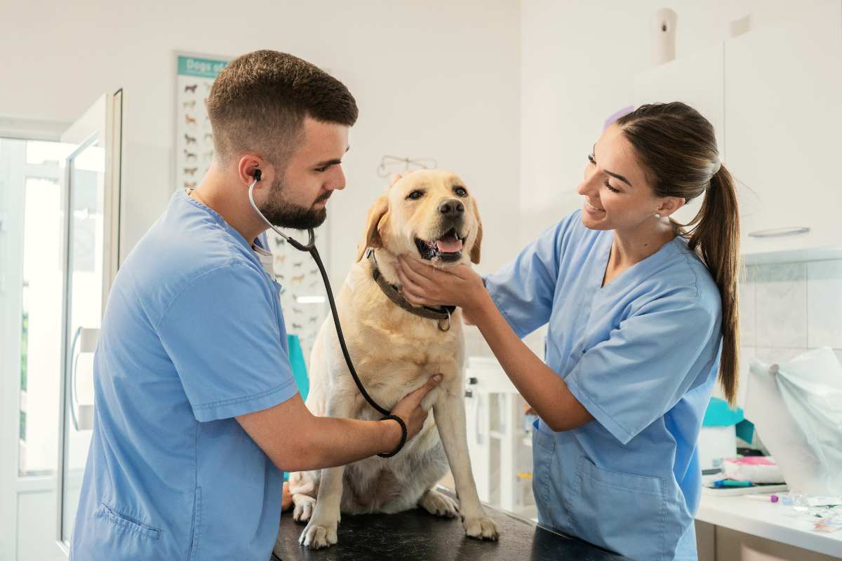 Veterinaio